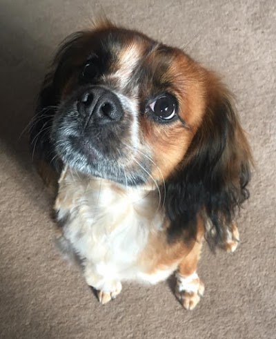 Grooming Van Image
