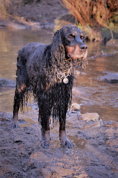 Grooming Van Image