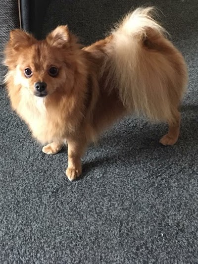 Grooming Van Image