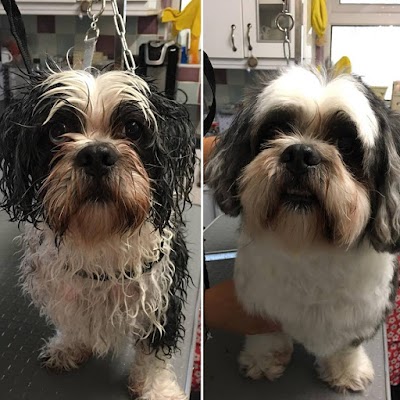 Comb & Collar Home Mobile Dog Groomers