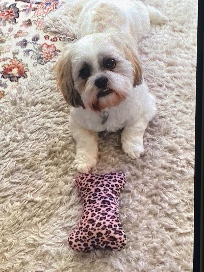 Cooper's Dog Grooming Ilkeston