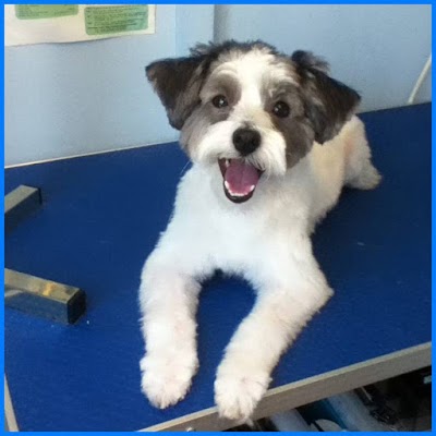 Grooming Van Image
