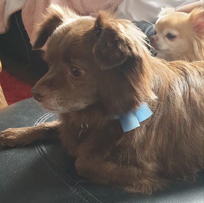 Grooming Van Image