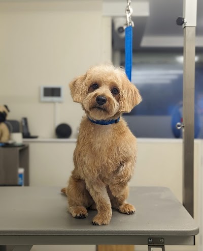 Grooming Van Image