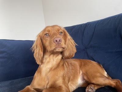 Grooming Van Image
