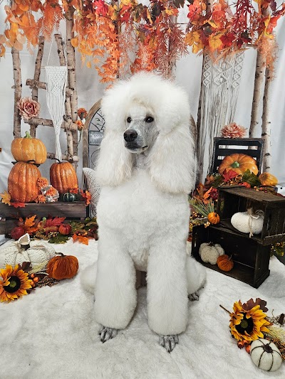 Grooming Van Image