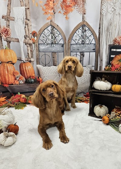 Dog Grooming Beeston