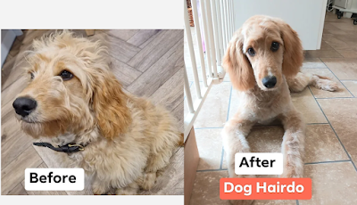 Grooming Van Image
