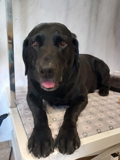 Grooming Van Image