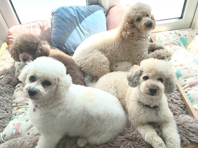 Dog Hairdo,Fernwood,Newark on trent,