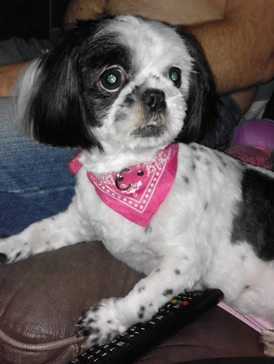 Doggies - Mobile Dog Grooming
