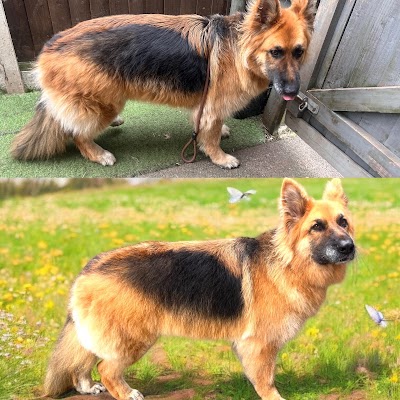 Grooming Van Image