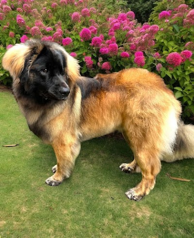 Grooming Van Image