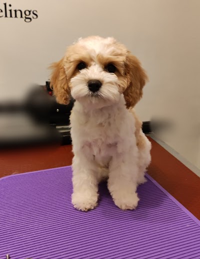 Grooming Van Image