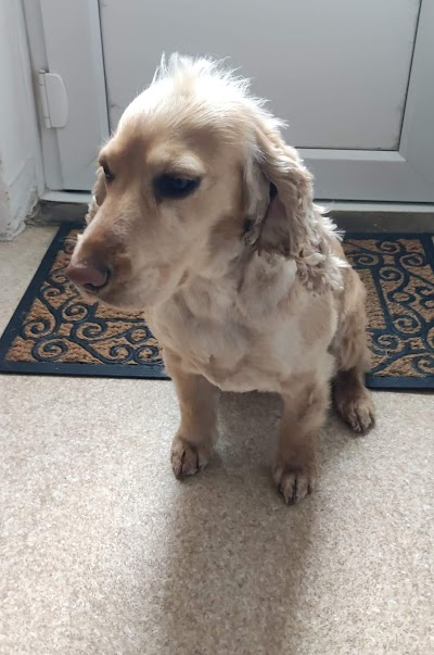 Grooming Van Image