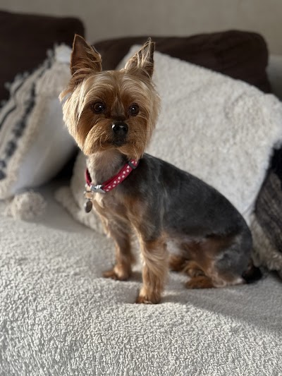Grooming Van Image