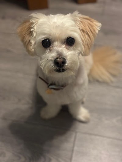 Grooming Van Image