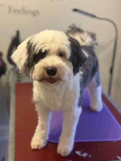 Grooming Van Image