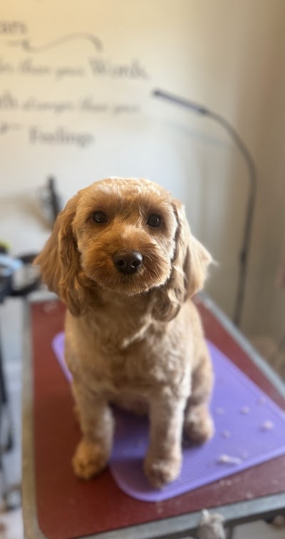 Fafik's Dog Grooming