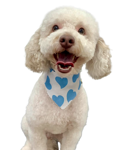 Grooming Van Image