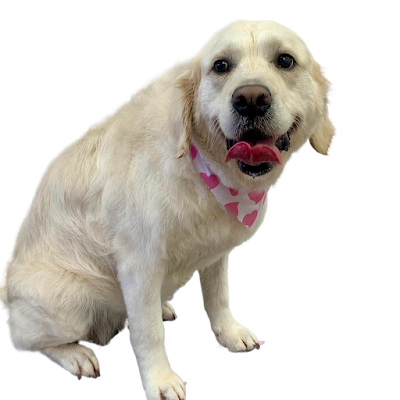 Grooming Van Image