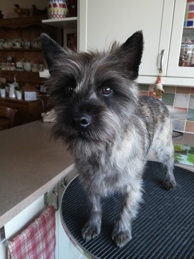 Grooming Van Image