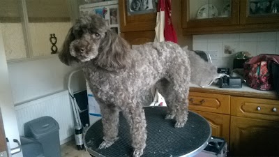 Grooming Van Image