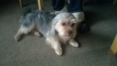Grooming Van Image