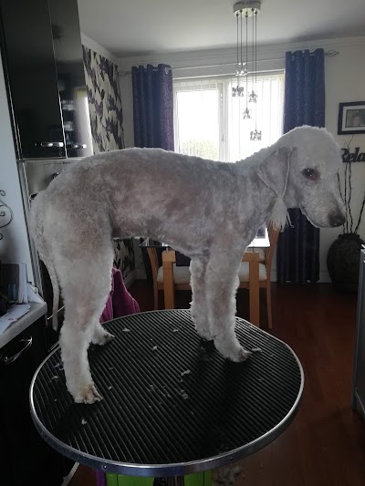 Grooming Van Image