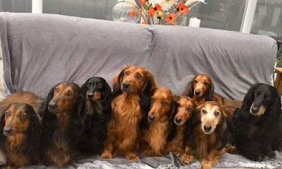 Grooming Van Image