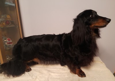 Grooming Van Image