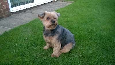 Grooming Van Image