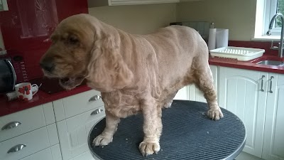 Grooming Van Image
