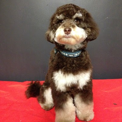 Grooming Van Image