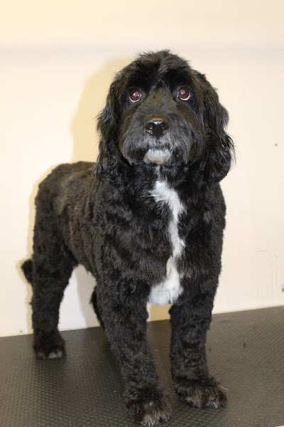 Grooming Van Image