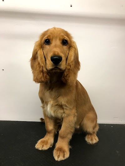 Grooming Van Image