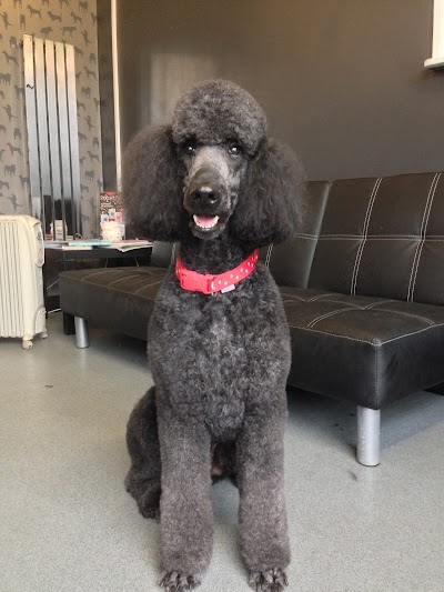 Grooming Van Image