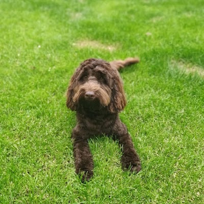 Grooming Van Image