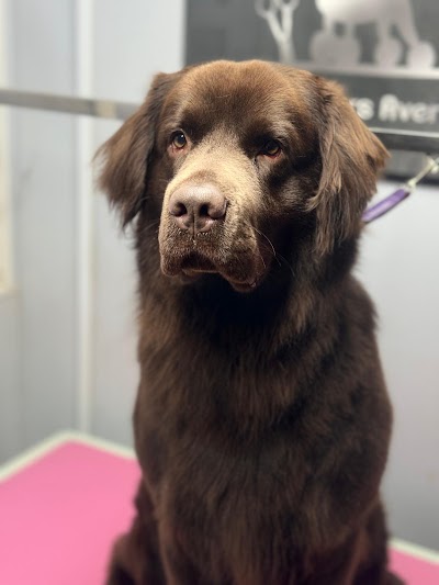 Grooming Van Image