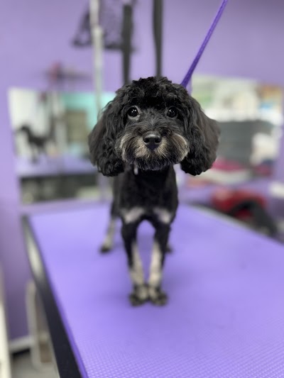 Grooming Van Image