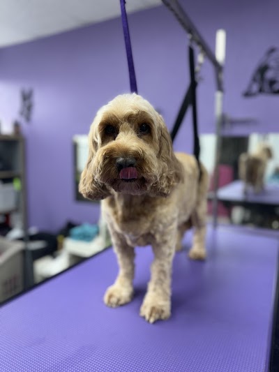 Grooming Van Image