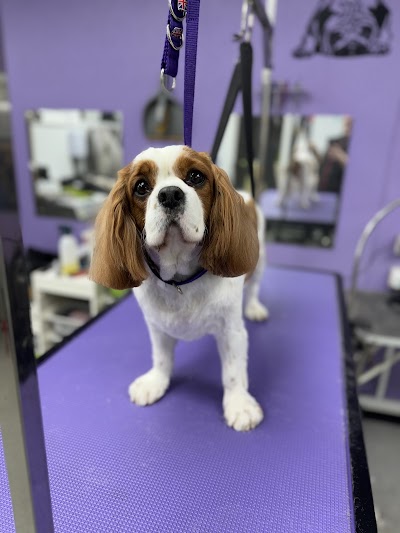 Grooming Van Image