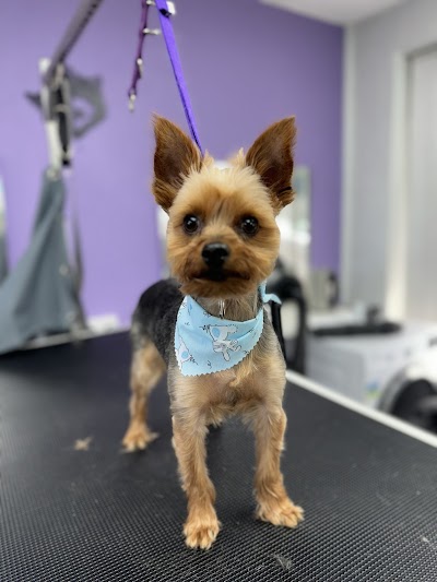 Grooming Van Image