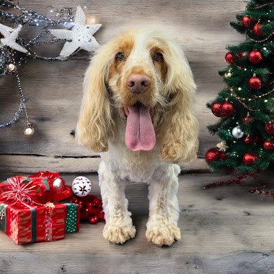 Grooming Van Image