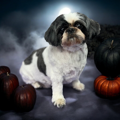 Grooming Van Image