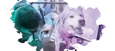 Hardwick’s Canine Grooming