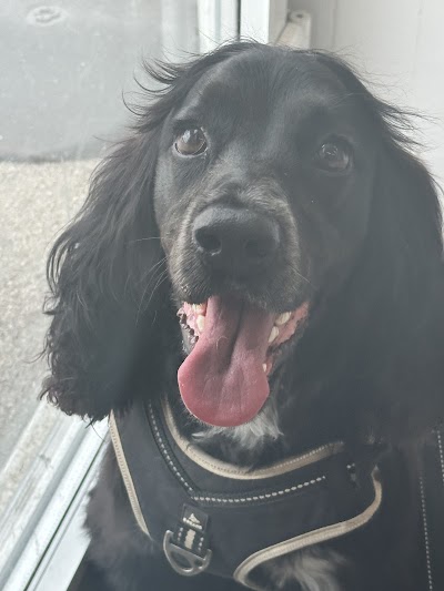 Grooming Van Image