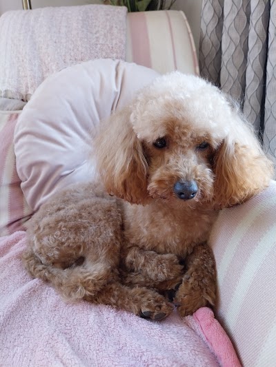 Grooming Van Image