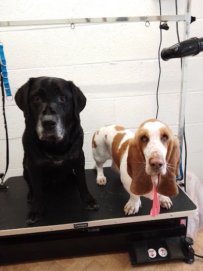 Grooming Van Image