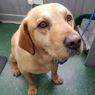 Grooming Van Image